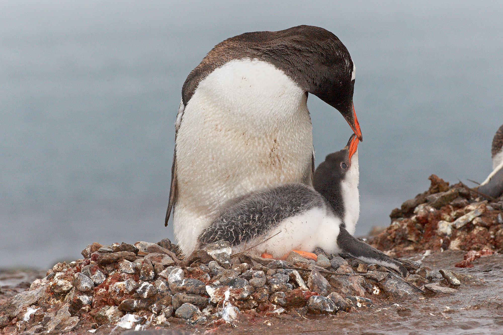 Eselspinguin mit Küken